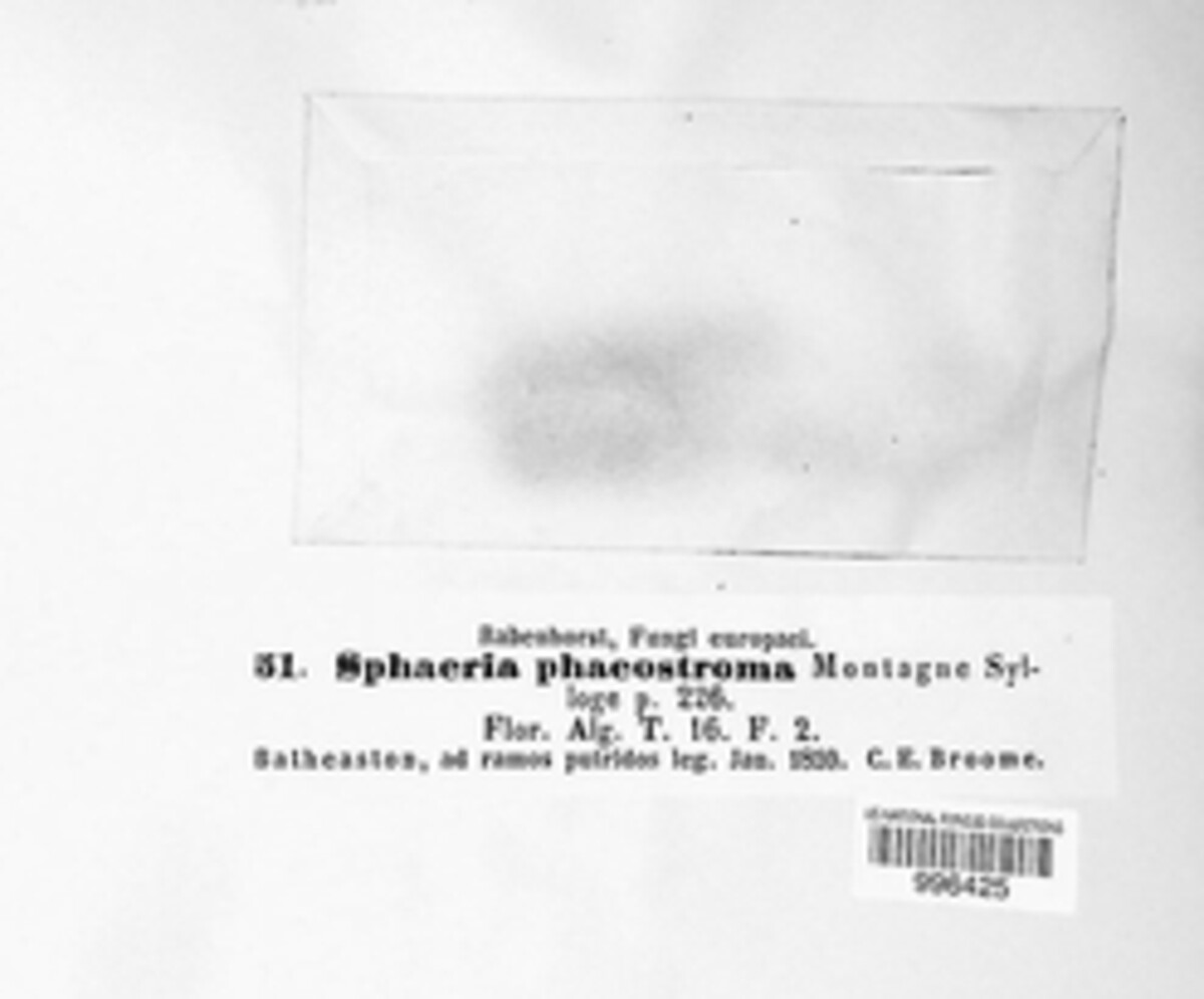 Chaetosphaerella phaeostroma image